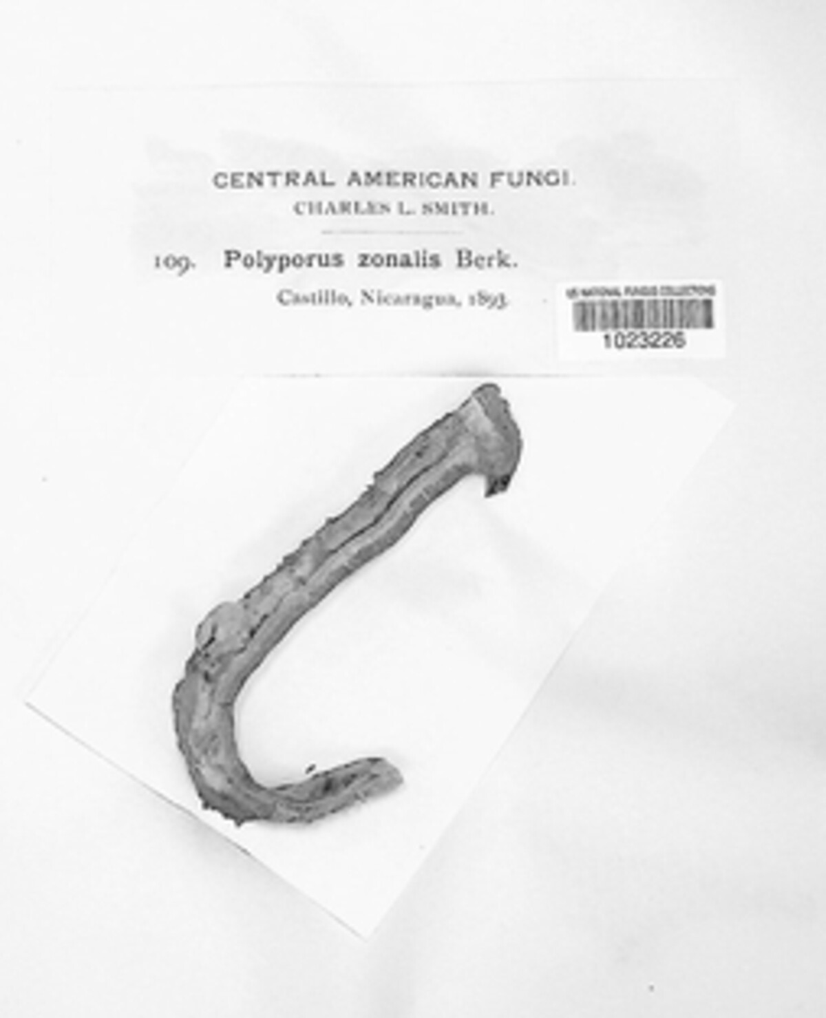Polyporus zonalis image